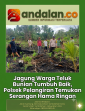 Jagung Warga Teluk Bunian Tumbuh Baik, Polsek Pelangiran Temukan Serangan Hama Ringan