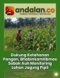 Dukung Ketahanan Pangan, Bhabinkamtibmas Sabak Auh Monitoring Lahan Jagung Pipil