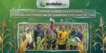 Jagung Tumbuh Subur di Kateman,Bhabinkamtibmas Aktif Dampingi Kelompok Tani
