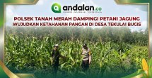 Polsek Tanah Merah Dampingi Petani Jagung Wujudkan Ketahanan Pangan di Desa Tekulai Bugis
