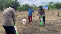 Dukung Ketahanan Pangan, Polsek Kateman Kembali Tanam Jagung di Desa Air Tawar