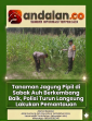Tanaman Jagung Pipil di Sabak Auh Berkembang Baik, Polisi Turun Langsung Lakukan Pemantauan
