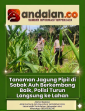 Tanaman Jagung Pipil di Sabak Auh Berkembang Baik, Polisi Turun Langsung ke Lahan