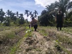 Jadi Sahabat Petani, Bhabinkamtibmas Polsek Tempuling Turun Langsung Cek Tanaman Kacang Hijau Warga