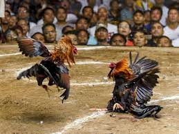 Warga Minta Polisi Segera Tutup Lokasi Sabung Ayam di Jalan H. Said, Tembilahan
