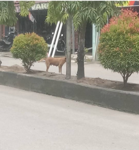 Buru Anjing Gila, Dapat Uang Sejuta! Muridi Susandi Umumkan Sayembara Demi Keselamatan Warga