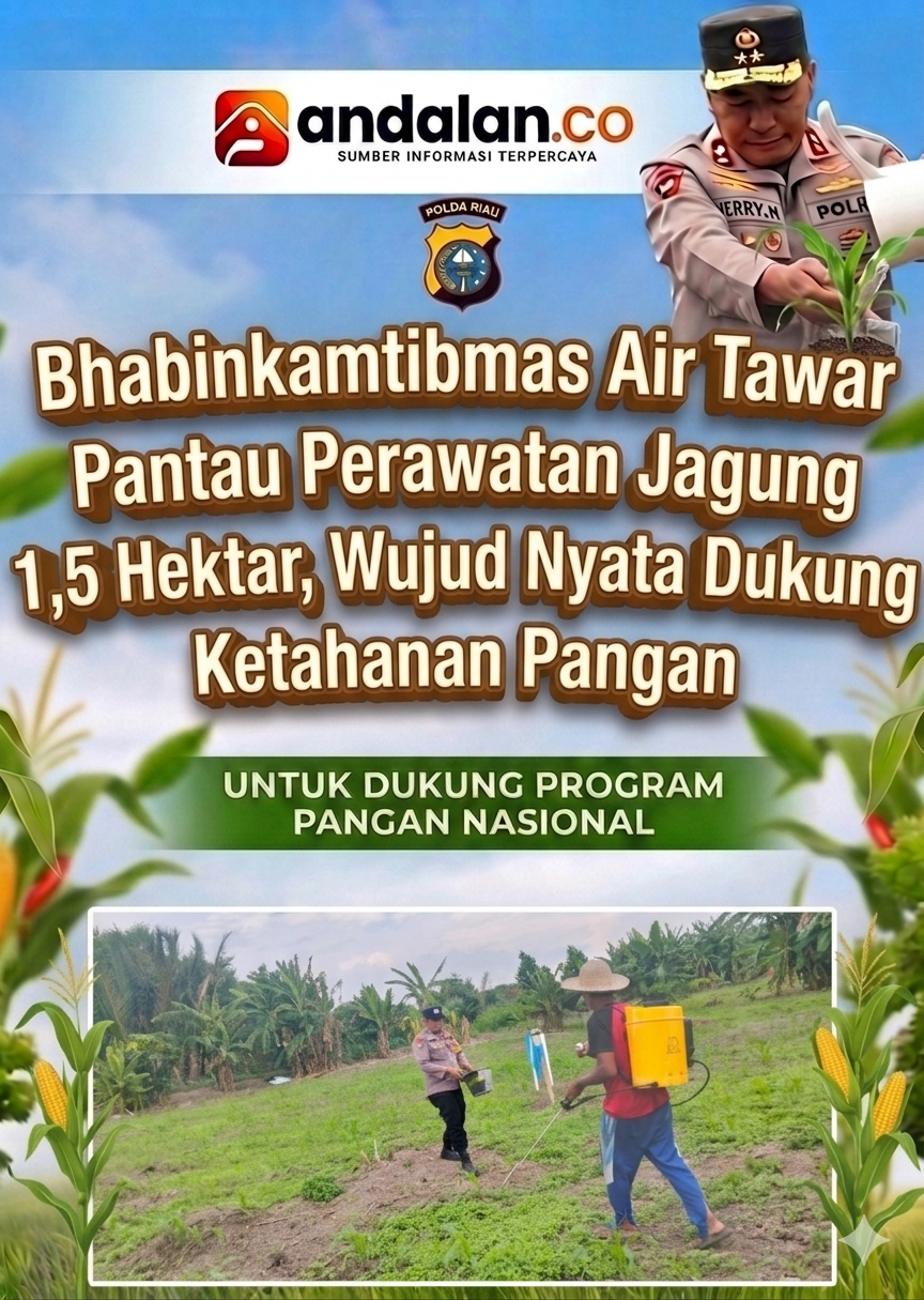 Bhabinkamtibmas Air Tawar Pantau Perawatan Jagung 1,5 Hektar, Wujud Nyata Dukung Ketahanan Pangan