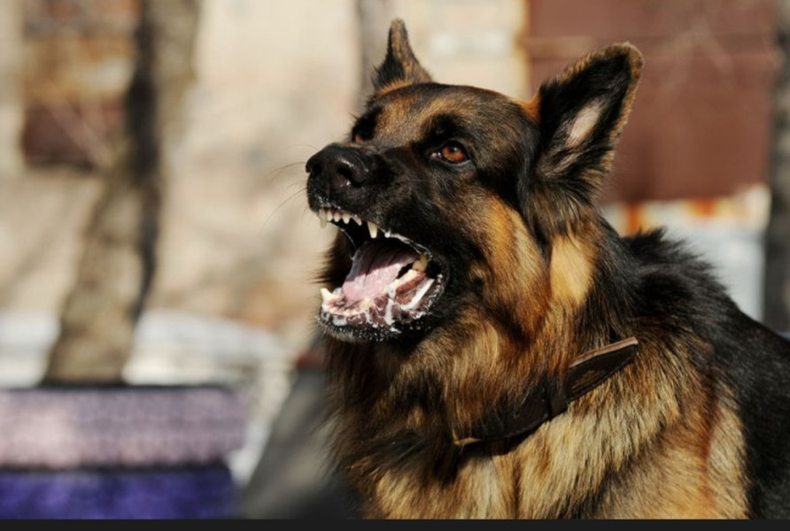 Warga Inhil Meninggal Dunia Diduga Digigit Anjing Rabies