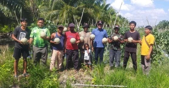 Anggota DPRD Rohil Kagum Panen Melon Petani di Rohil Capai 35 Ton Per 1 Ha