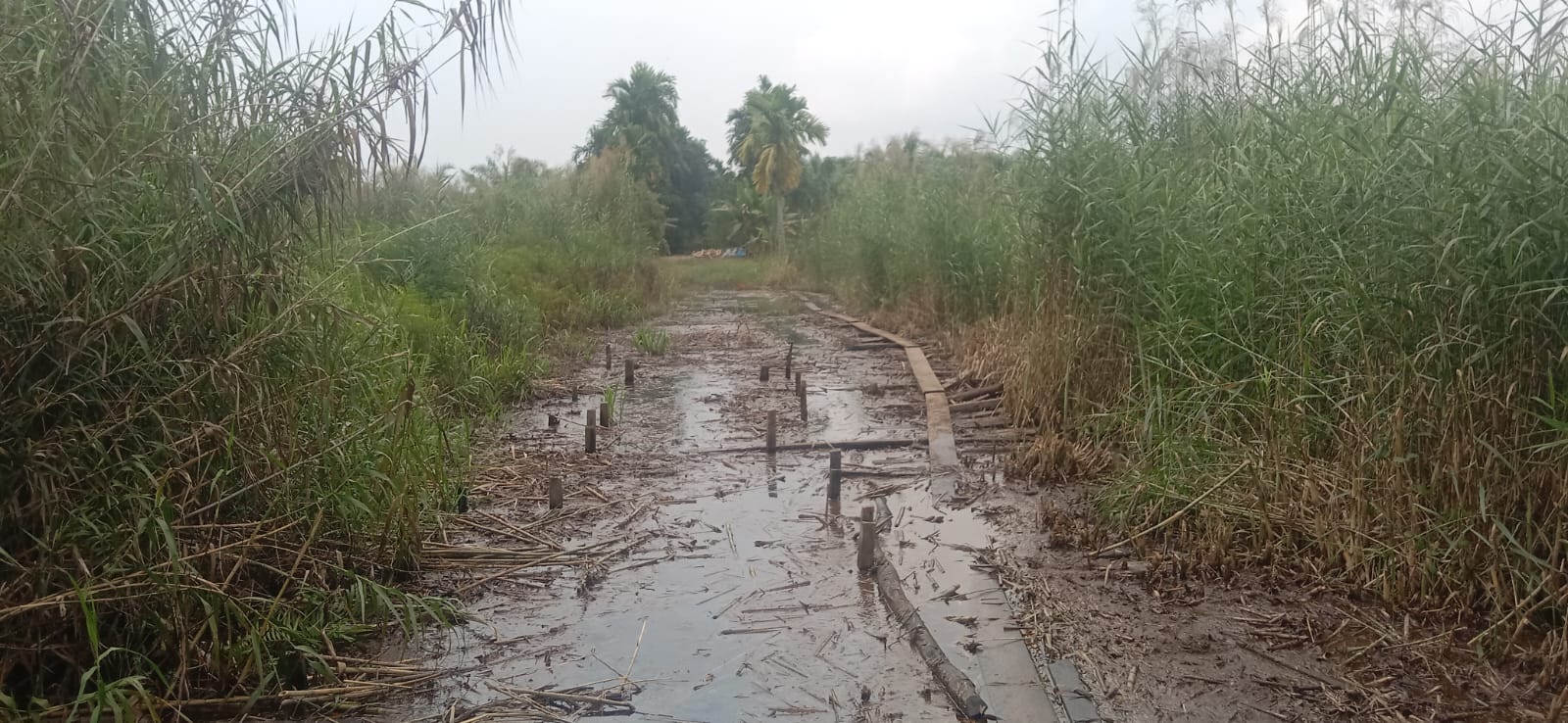 Diduga Akibat Limpahan Air dari PT SAGM, Lahan Perkebunan Milik Masyarakat Terancam Mati