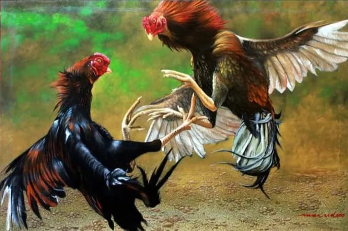 Warga Tembilahan Resah, Tempat Diduga Sabung Ayam Beroperasi di Tengah Pemukiman Selama Bertahun-Tahun