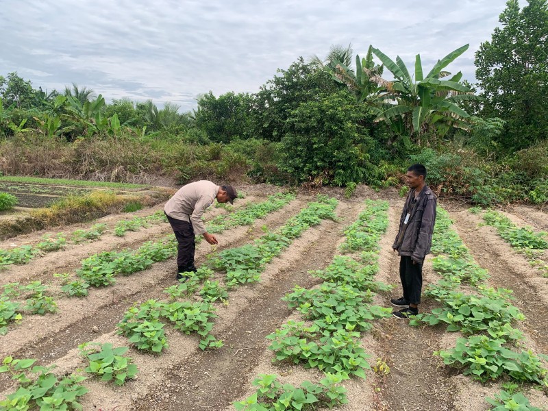 Polri Hadir di Tengah Petani: Polsek Tanah Merah Kawal Pertumbuhan Ubi Jalar di Indragiri Hilir