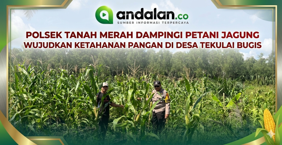 Polsek Tanah Merah Dampingi Petani Jagung Wujudkan Ketahanan Pangan di Desa Tekulai Bugis