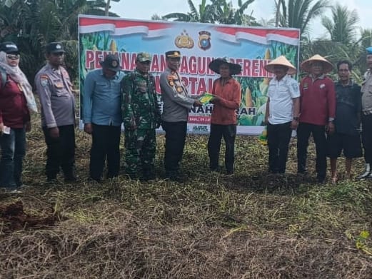 Dukung Program Asta Cita, Polsek Tanah Merah Gelar Penanaman Jagung di Desa Tanjung Baru