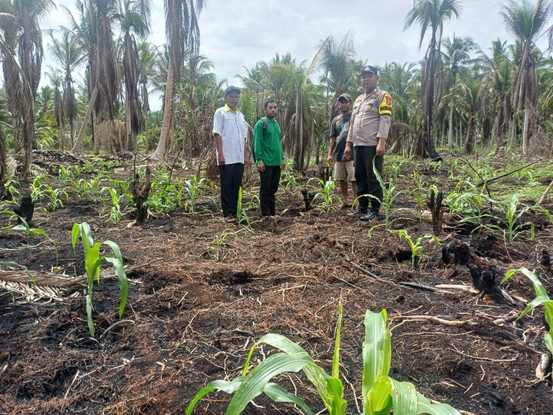 Bhabinkamtibmas Polsek Pelangiran Pantau Perkembangan Tanaman Jagung di Terusan Beringin Jaya
