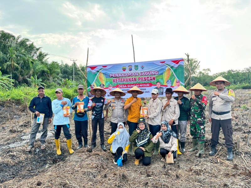 Tanam Jagung di Lahan 3 Hektare, Polsek Tanah Merah Perkuat Sinergi Ketahanan Pangan Desa