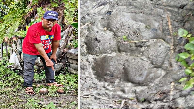 Warga Kubu Rohil Temukan Jejak Harimau di Sekitar Makam Datuk Kancil, Konon Ada Sesuatu Yang Salah?