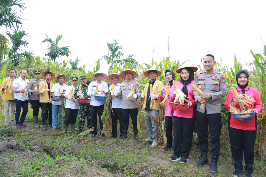 Polres Inhil Laksanakan Panen Raya Jagung Serentak Tahap 1