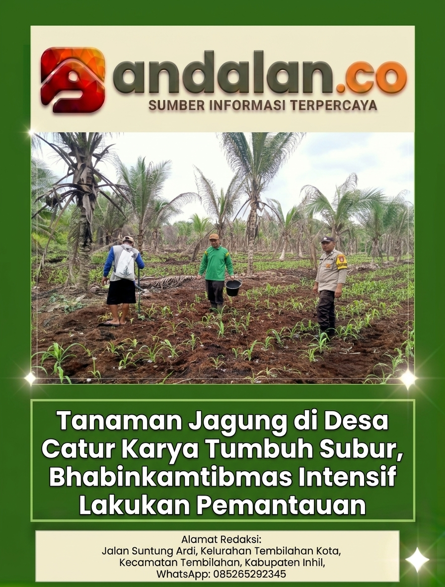 Tanaman Jagung di Desa Catur Karya Tumbuh Subur, Bhabinkamtibmas Intensif Lakukan Pemantauan