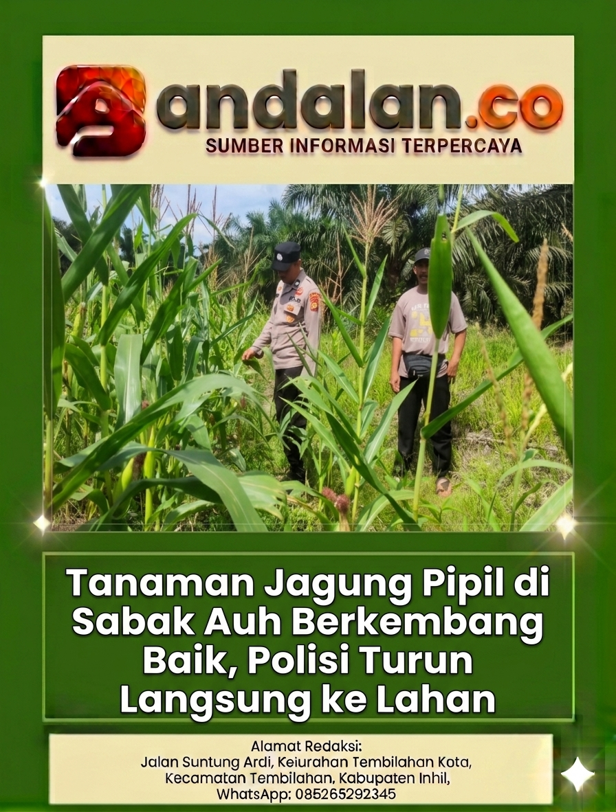 Tanaman Jagung Pipil di Sabak Auh Berkembang Baik, Polisi Turun Langsung ke Lahan