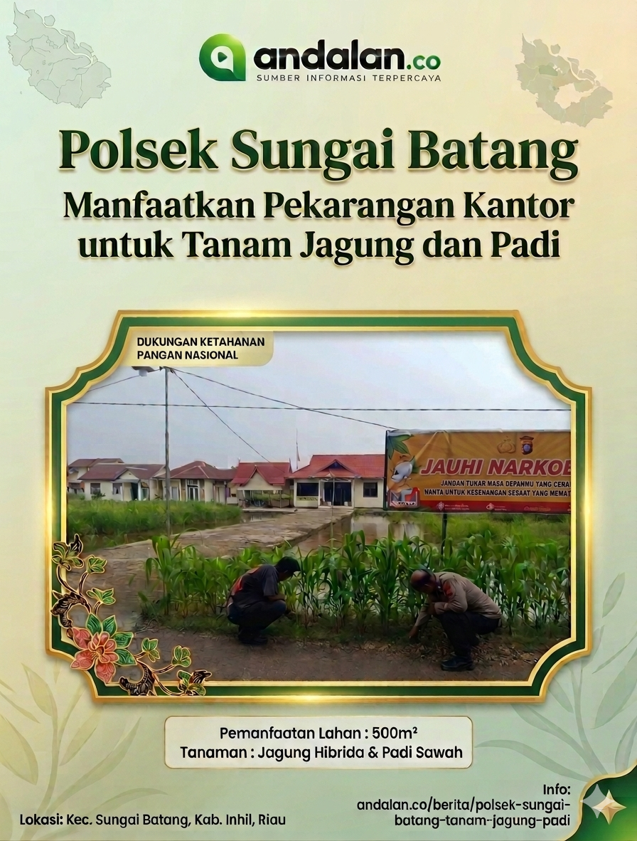Polsek Sungai Batang Manfaatkan Pekarangan Kantor untuk Tanam Jagung dan Padi
