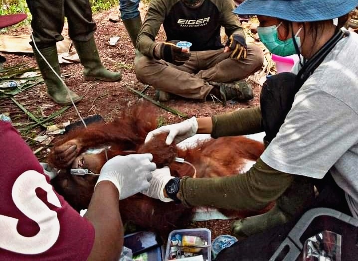 Evakuasi Orang Utan Di Kemuning Inhil Libatkan Frankfrurt Zoological Society Indonesia