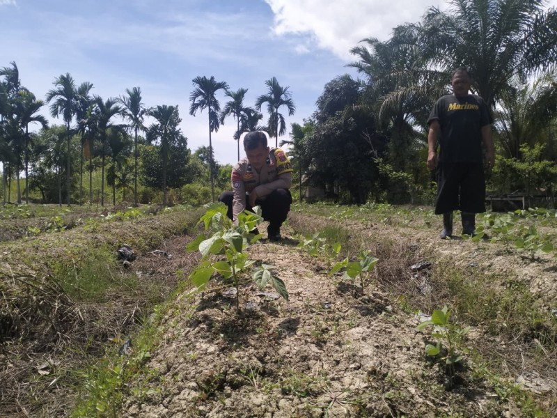 Jadi Sahabat Petani, Bhabinkamtibmas Polsek Tempuling Turun Langsung Cek Tanaman Kacang Hijau Warga