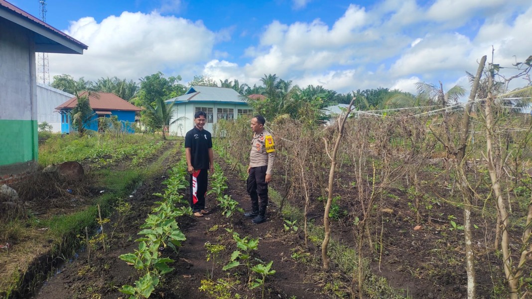 Bhabinkamtibmas Harapan Jaya Turun ke Kebun, Dukung Petani Terong untuk Ketahanan Pangan Nasional